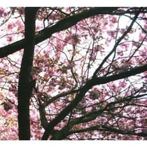 Hypnagogue