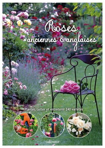 Roses anglaises et anciennes