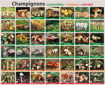 Champignons