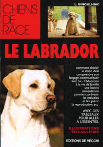 Labrador (le) chien de race