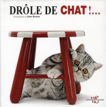 Drole de chat !...