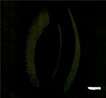 Darkpoe