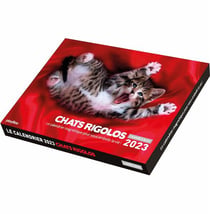 L'année à bloc : chats rigolos : le calendrier magnétique pour vous embellir la vie ! (édition 2023)