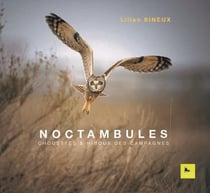 Noctambules : chouettes et hiboux des campagnes