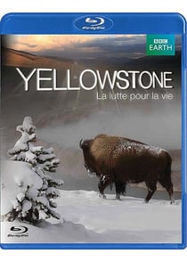 Yellowstone, la lutte pour la vie