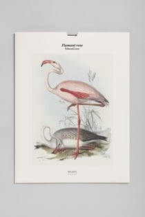 Tirage BNF : flamant rose