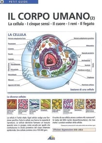 Il corpo umano t.2