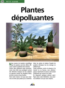 Plantes dépolluantes