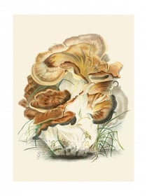 Tirage : polyporus giganteus