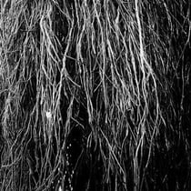 Nocturnal Rainforest