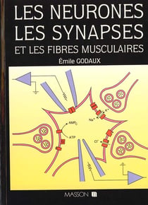 Les neurones les synapses
