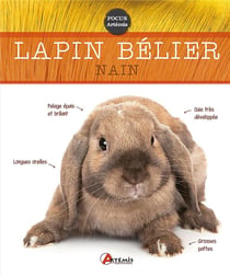 Lapin bélier nain
