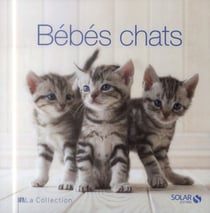Bébés Chats