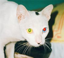 Apocalypse selon Saint Niels