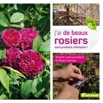 J'ai de beaux rosiers sans produits chimiques !
