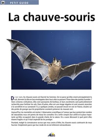 La chauve-souris