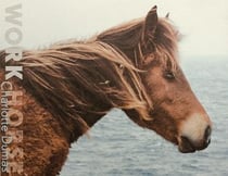 Charlotte Dumas - work horse