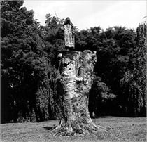 Paul etienne lincoln - the purification of fagus sylvatica var pendula