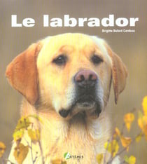 Le labrador