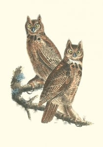 Carnet - oiseaux d'amerique