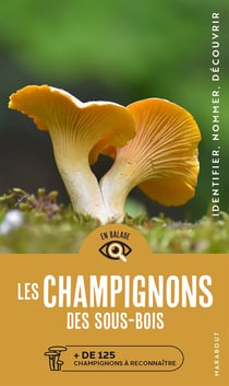 Les champignons des sous-bois
