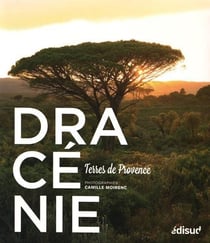Dracénie - terres de Provence
