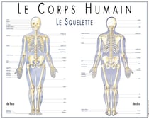 Le squelette