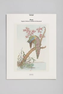 Tirage BNF : paon