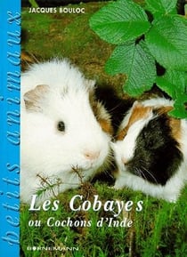 Les Cobayes Ou Cochons D'Inde.