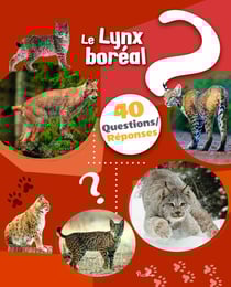 40 questions/réponses : Le lynx