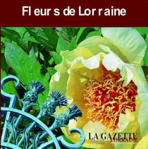 Fleurs de Lorraine, nos ambassadrices, nos emblématiques