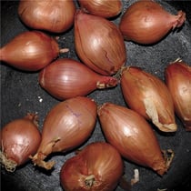Fried shallots