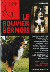 Bouvier bernois