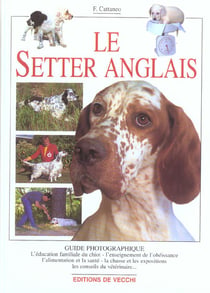 Setter anglais guide photo