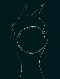 Venus du jamais mort - 2011-2018