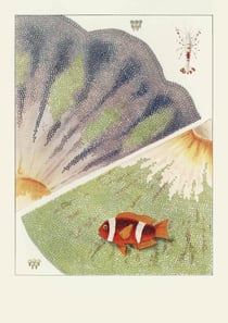 Carnet : la grande barrière de corail