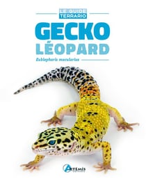 Gecko léopard - eublepharis macularius