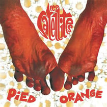 Pied Orange