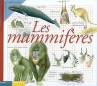 Les mamifères
