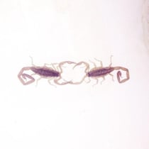Wabi sabi