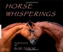Horse whisperings portraits by bob tabor