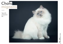 Semainier 2024 - Chats mignons