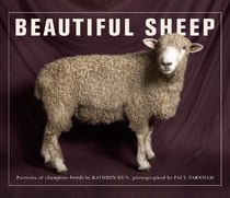 Beautiful sheep