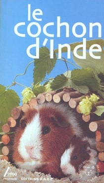 Le cochon d'inde