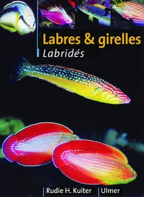 Labres et girelles - labridés