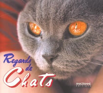 Regards de chats