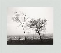 Robert Adams : Los Angeles spring