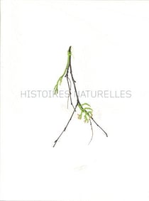 Histoires naturelles
