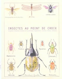 Insectes au point de croix