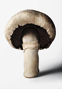 The Gourmand's Mushroom: A Collection of Stories & Recipes